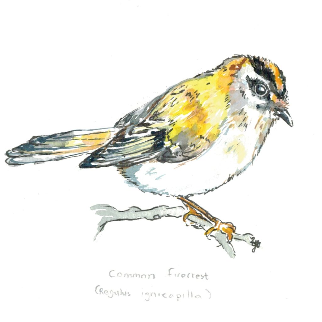 common-firecrest