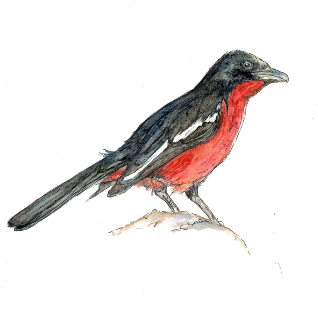 crimson-breasted-shrike