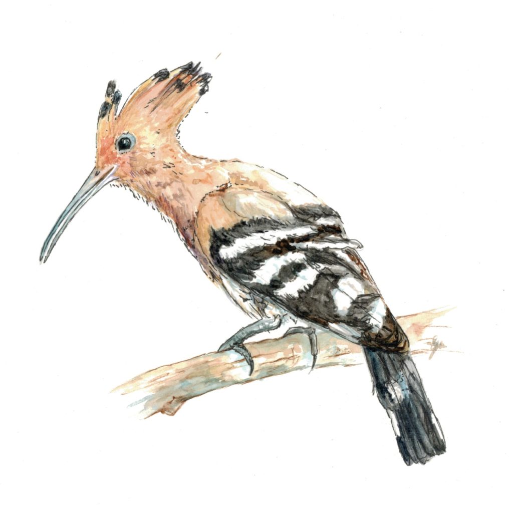 hoopoe